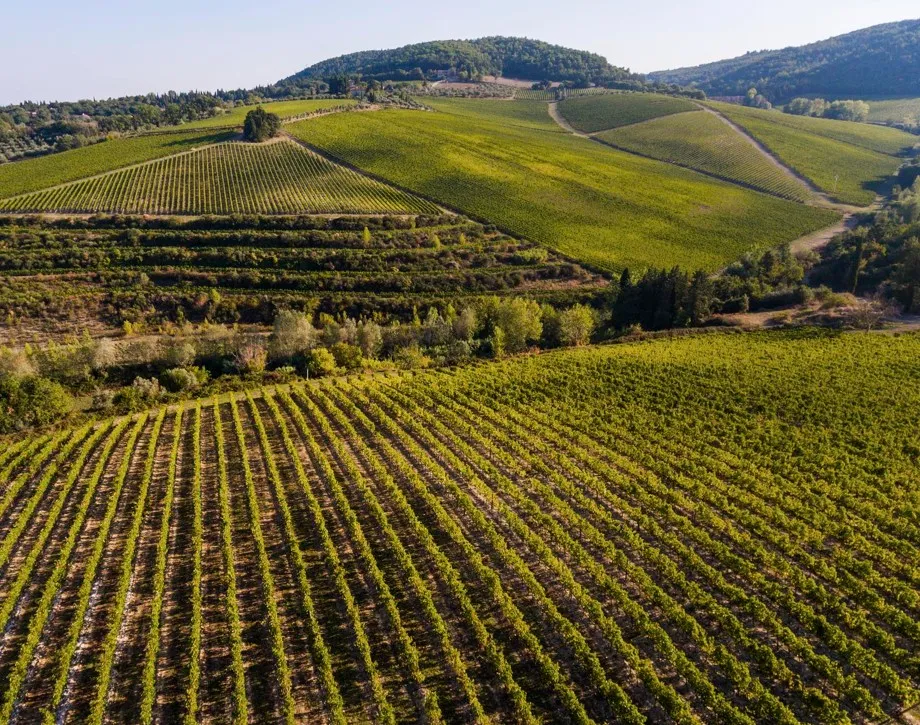 Vineyards across the Tuscan hills